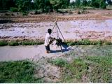 Irrigating rice field