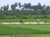 Planting rice