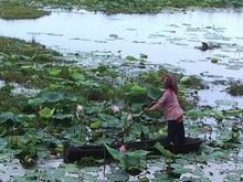 Lily pond