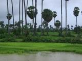 rice field and sugar palm trees