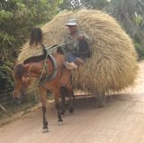 Horse transport