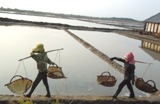 Salt harvesting