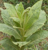Tobacco growing