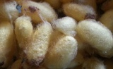 Silk work cocoons