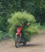 Grass transport