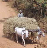 Ox cart