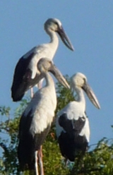 Spinebills