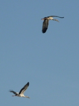 Spinebills flying