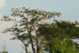 Spinebills roosting for the nights