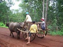 Ox Cart - commonly seen throughout Cambodia