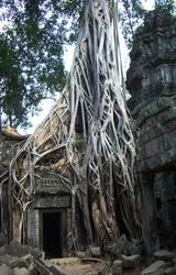 Ta Prohm temple