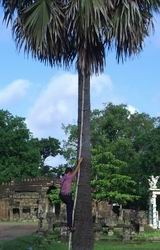 Climbing sugar palm tree