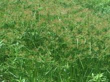 grass for mat weaving