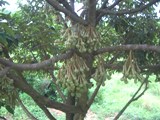 Durian tree