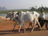 Ox cart